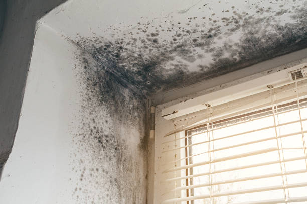 Affordable Mold Remediation solutions in Cresskill, NJ